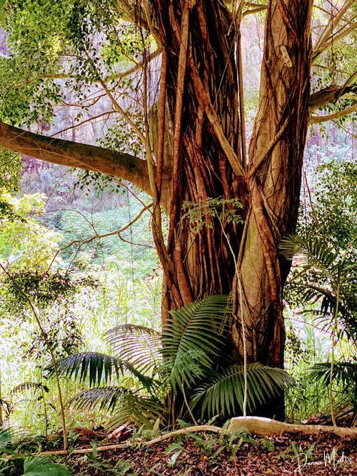 Magical Monkey Pod Tree — Donna Maltz